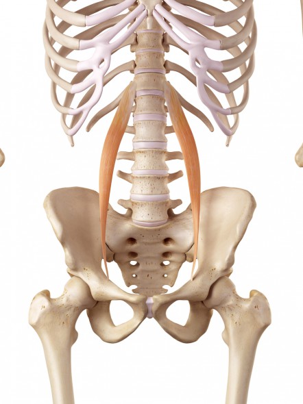 psoas 2